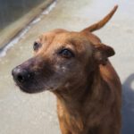 Podenco Guayaba, 05/2017, ca. 37 cm