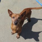 Podenco Guayaba, 05/2017, ca. 37 cm