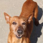 Podenco Guayaba, 05/2017, ca. 37 cm