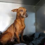 Podenco Guayaba, 05/2017, ca. 37 cm