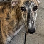 Galgo Jeremiah, 01/2025, ca. 65 cm