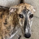 Galgo Jeremiah, 01/2025, ca. 65 cm