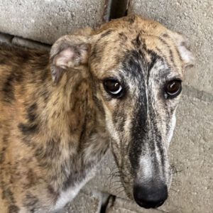 Galgo Jeremiah, 01/2025, ca. 65 cm