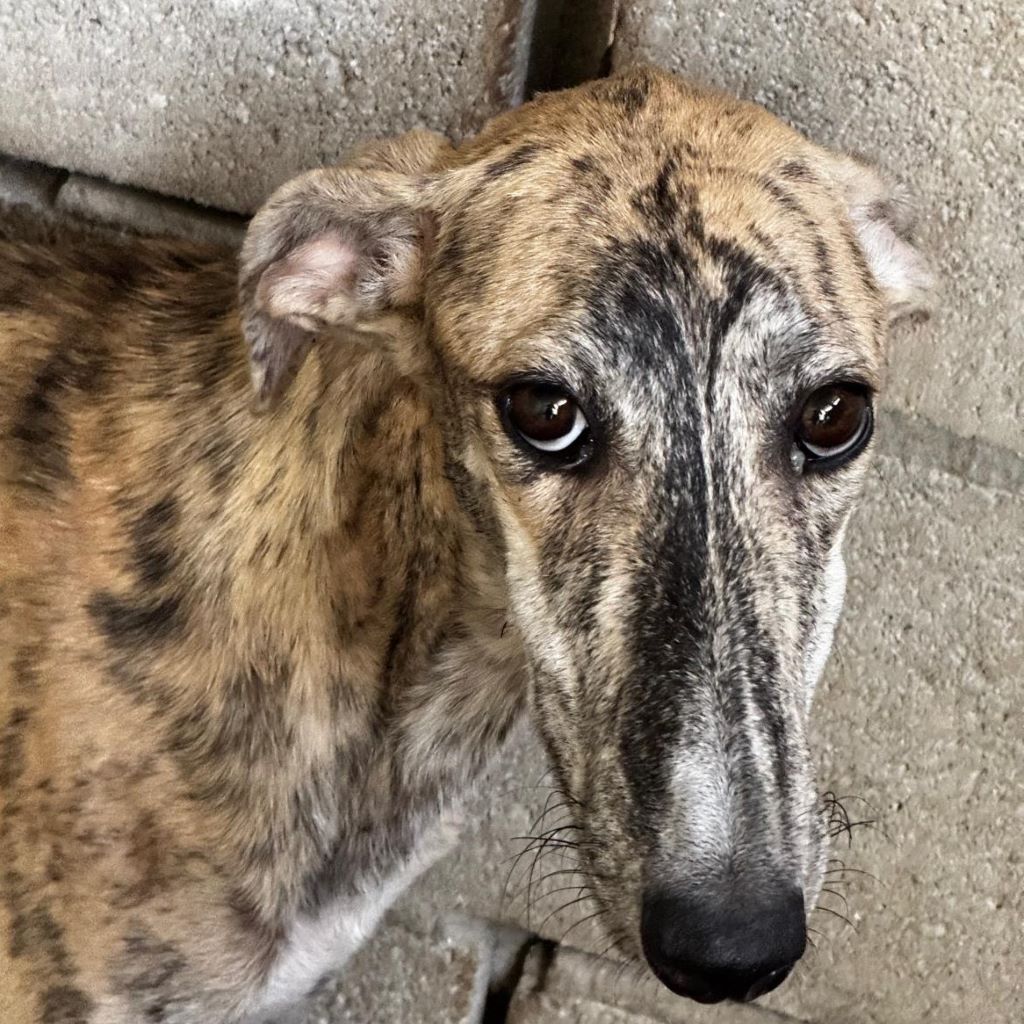 Galgo Jeremiah, 01/2025, ca. 65 cm