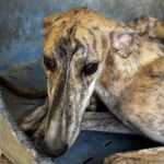 Galgo Jeremiah, 01/2025, ca. 65 cm