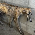 Galgo Jeremiah, 01/2025, ca. 65 cm
