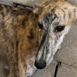 Galgo Jeremiah, 01/2025, ca. 65 cm