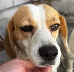 Beagle Killa, 06/2021, ca. 40 cm