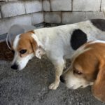 Beagle Killa, 06/2021, ca. 40 cm