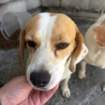 Beagle Killa, 06/2021, ca. 40 cm