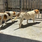 Beagle Killa, 06/2021, ca. 40 cm