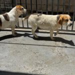 Beagle Killa, 06/2021, ca. 40 cm