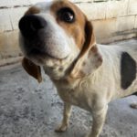 Beagle Killa, 06/2021, ca. 40 cm