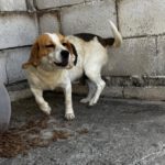 Beagle Killa, 06/2021, ca. 40 cm