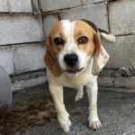 Beagle Killa, 06/2021, ca. 40 cm