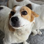 Beagle Killa, 06/2021, ca. 40 cm
