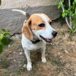 Beagle Killa, 05/2021, ca. 40 cm, 61350 Bad Homburg