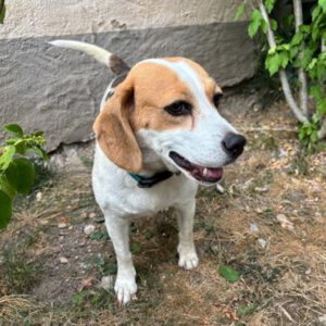 Beagle Killa, 05/2021, ca. 40 cm, 61350 Bad Homburg
