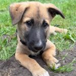 Malinois Mischling Kimba, 03/2026, Endgröße ca. 45- 50 cm