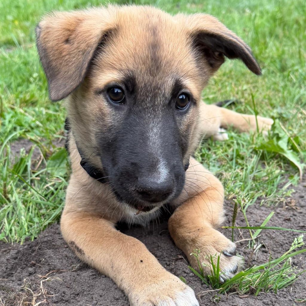 Malinois Mischling Kimba, 03/2026, Endgröße ca. 45- 50 cm