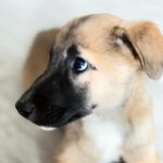 Malinois Mischling Kimba, 03/2026, Endgröße ca. 45- 50 cm