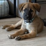 Malinois Mischling Kimba, 03/2026, Endgröße ca. 45- 50 cm