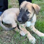Malinois Mischling Kimba, 03/2026, Endgröße ca. 45- 50 cm