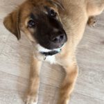 Malinois Mischling Kimba, 03/2026, Endgröße ca. 45- 50 cm