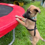 Malinois Mischling Kimba, 03/2026, Endgröße ca. 45- 50 cm