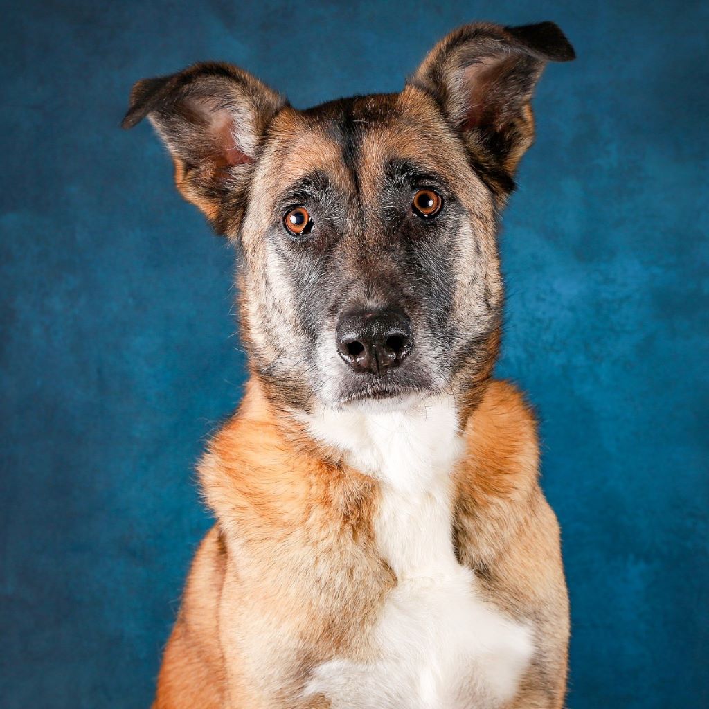Malinois Mastin Mischling Kiro, 12/2021, ca. 60 cm, 39624 Kalbe