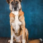 Malinois Mastin Mischling Kiro, 12/2021, ca. 60 cm, 39624 Kalbe