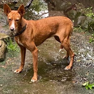 Podenco Leni, 11/2023, 40 cm, 24247 Rodenbeck