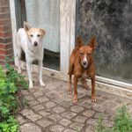Podenco Risotto, 07/2025, ca. 45 cm