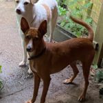 Podenco Leni, 11/2023, 40 cm, 24247 Rodenbeck