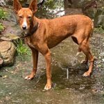 Podenco Leni, 11/2023, 40 cm, 24247 Rodenbeck