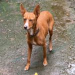 Podenco Leni, 11/2023, 40 cm, 24247 Rodenbeck