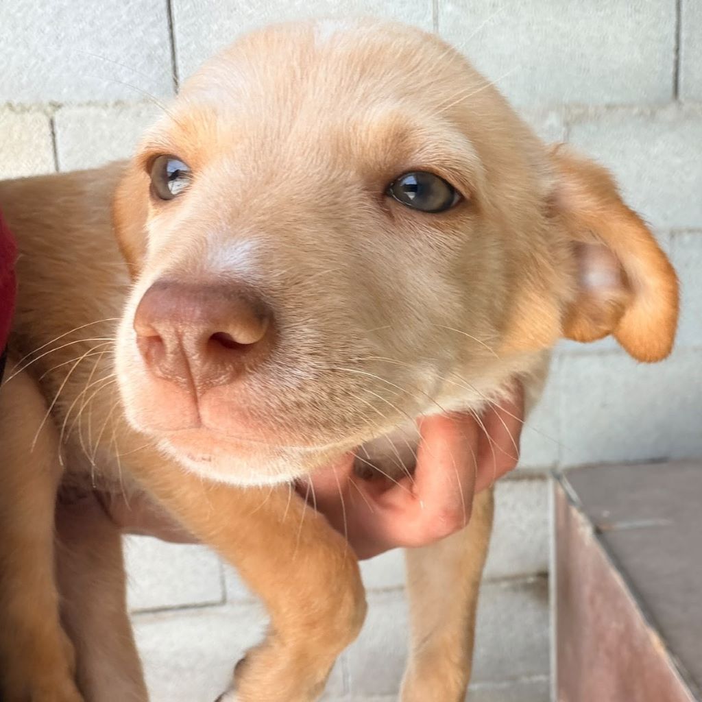 Podenco Limoncello, 04/2026, Endgröße ca. 40 cm