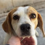 Beagle Linda, 06/2021, ca. 40 cm
