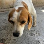 Beagle Linda, 06/2021, ca. 40 cm