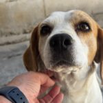 Beagle Linda, 06/2021, ca. 40 cm