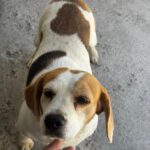 Beagle Linda, 06/2021, ca. 40 cm