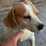Beagle Linda, 06/2021, ca. 40 cm