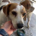 Beagle Linda, 06/2021, ca. 40 cm