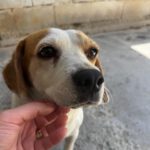 Beagle Linda, 06/2021, ca. 40 cm
