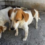 Beagle Linda, 06/2021, ca. 40 cm