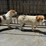 Beagle Linda, 06/2021, ca. 40 cm