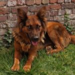 Schäferhund Lisa, 12/2023, ca. 55 cm