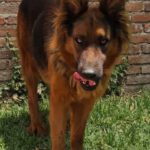 Schäferhund Lisa, 12/2023, ca. 55 cm