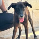 Labrador Mischling Lola-Mora, 01/2017, ca. 50 cm