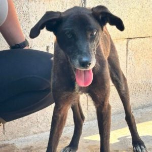 Labrador Mischling Lola-Mora, 01/2017, ca. 50 cm